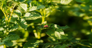 Soybean crop diseases: सोयाबीन किसानों सावधान! बारिश के बीच 4 रोगों का बढ़ा खतरा, जानें लक्षण और फफूंदनाशक की सही मात्रा