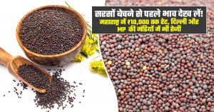 सरसों का भाव: मुंबई समेत देश की प्रमुख मंडियों में भाव में जबरदस्त तेजी।