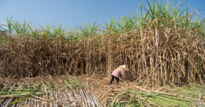 Maharashtra to begin 2026-27 sugarcane crushing season on october 15; focus on farmer payments, ethanol and cbg