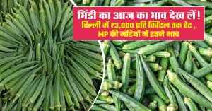 Okra prices today: delhi hits ₹3,000 per quintal, check madhya pradesh market rates