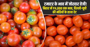 Tomato market prices today: bihar hits ₹4,000 per quintal, check delhi and up market rates