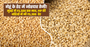 Wheat market prices today: mumbai hits ₹5,500 per quintal, bina records ₹5,331
