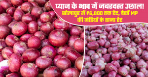 प्याज के थोक भाव में तेजी, जानिए आज का ताजा मंडी रेट।