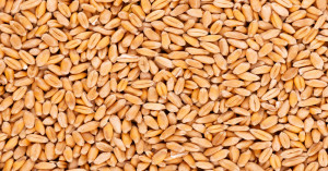 Wheat market prices today (sept 15, 2026): narela hits ₹2,805, up markets trade above msp