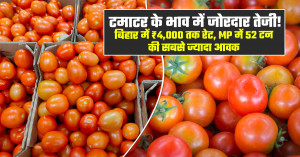 मध्य प्रदेश की मंडियों में 52 टन टमाटर की बंपर आवक के बीच दामों में जोरदार तेजी दर्ज की गई।