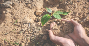 India’s first soil carbon payments: over ₹2.9 crore for 2,550 farmers in Punjab and Haryana