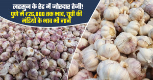 लहसुन के रेट में जोरदार उछाल