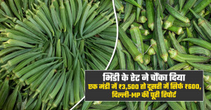 भिंडी का भाव: एक तरफ ₹3,500 क्विंटल तो दूसरी ओर ₹600 बिकी भिंडी।