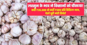 लहसुन का भाव (23 सितंबर, 2026)