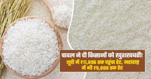 चावल के भाव में भारी उछाल के बाद मंडी में धान की तुलाई कराते किसान।