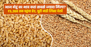 आज गेहूं का मंडी भाव (30 सितंबर, 2026)