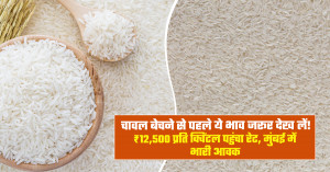 Check these rice prices before selling! rate reaches ₹12,500 per quintal, heavy arrivals in mumbai
