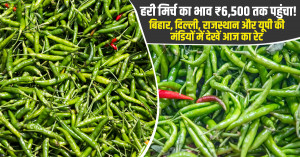 आज हरी मिर्च का मंडी भाव (02 अक्टूबर, 2026)