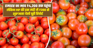 Tomato mandi price reaches ₹4,200, but starts at ₹390 in this mp mandi! check the complete report