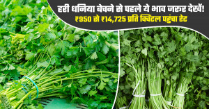 Check these green coriander prices before selling! rates reach ₹950 to ₹14,725 per quintal