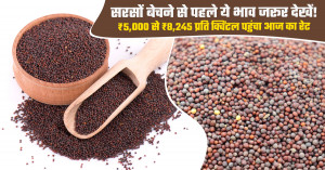 आज सरसों का मंडी भाव (08 अक्टूबर, 2026)