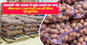 Potato arrivals reach thousands of tonnes in barabanki and agra, but prices range from ₹450 to ₹1,200 per quintal: check the complete mandi list