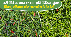 आज हरी मिर्च का मंडी भाव (13 अक्टूबर, 2026)