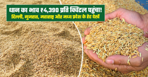 धान का भाव (13 अक्टूबर, 2026)