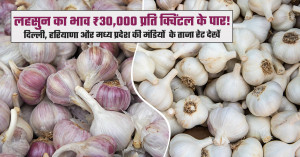 आज लहसुन का मंडी भाव (14 अक्टूबर, 2026)
