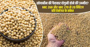 सोयाबीन की पैदावार दोगुनी होने की उम्मीद? NRC 268 और NRC 270 से 20 क्विंटल प्रति हेक्टेयर के संकेत