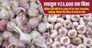 Garlic Prices Reach ₹23,600 Per Quintal, but Drop to ₹3,000 in the Same Mandi! Check Latest Rates in Rajasthan, Maharashtra, Delhi and Bihar