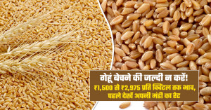 आज गेहूं का मंडी भाव (21 अक्टूबर, 2026)