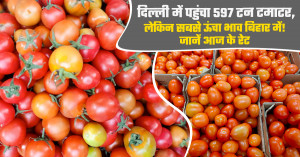 Tomato mandi bhav 22 october, 2026: delhi receives 597 tonnes of tomatoes, but bihar records the highest price! check today's rates