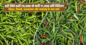 आज हरी मिर्च का मंडी भाव (23 अक्टूबर, 2026)