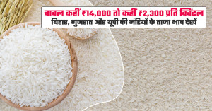 Rice mandi bhav (October 23, 2026): चावल कहीं ₹14,000 तो कहीं ₹2,300 प्रति क्विंटल बिहार, गुजरात और यूपी की मंडियों के ताजा भाव देखें