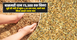 Basmati paddy sells for up to ₹5,500! over 4,141 tonnes arrive at a up mandi, find out where farmers got the highest price
