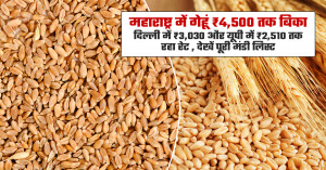 Wheat sells for up to ₹4,500 in Maharashtra, ₹3,030 in Delhi and ₹2,510 in UP; check the complete mandi price list