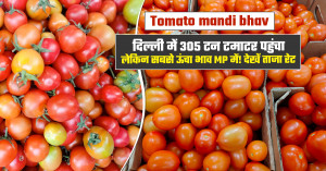 305 tonnes of tomatoes arrive in delhi, but mp records the highest price! check the latest rates