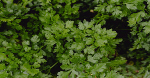 Don't rush to sell green coriander! prices range from ₹7,000 to ₹710 per bundle across mandis; check latest rates in delhi, haryana and mp