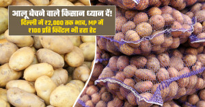 Farmers selling potatoes, take note! prices reach ₹2,000 in delhi, while mp records rates as low as ₹100 per quintal