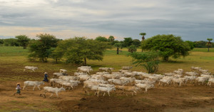 Gopal-krishna gram award scheme: madhya pradesh to offer awards of up to ₹1 lakh to livestock farmers