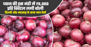 Onion price reaches ₹8,000 per quintal in this mandi, check the latest rates in delhi and maharashtra