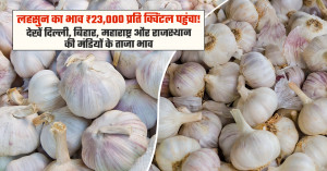 Garlic price reaches ₹23,000 per quintal! check the latest rates in delhi, bihar, maharashtra and rajasthan mandis