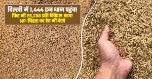 Paddy mandi bhav (October 31, 2026): दिल्ली में 1,444 टन धान पहुंचा, फिर भी ₹5,250 प्रति क्विंटल भाव! MP-बिहार का रेट भी देखें