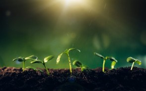 पेड़ों की खेती में बंपर मुनाफा: 10 रुपए के डिपॉजिट पर बिहार वन विभाग देगा पौधे, 3 वर्ष बाद मिलेगा 6 गुनाह अनुदान