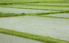 पैडी वेस्ट से किसानों को मिलेगा आमदनी का अतिरिक्त जरिया: IIT के शोधकर्ता बना रहे योजना, इस डिवाइस से पर्यावरण को ङी होगा फायदा