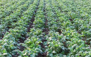 MP के किसानों का होगा फायदा: MSP पर मूंग खरीदेगी सरकार, किसानों की इनकम बढ़ेगी