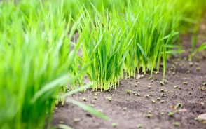 जीरे की खेती करने वाले किसान मालामाल: राजस्थान में 50 हजार पहुंची मसाला फसल की कीमत, विदेशों में डिमांड बढ़ी