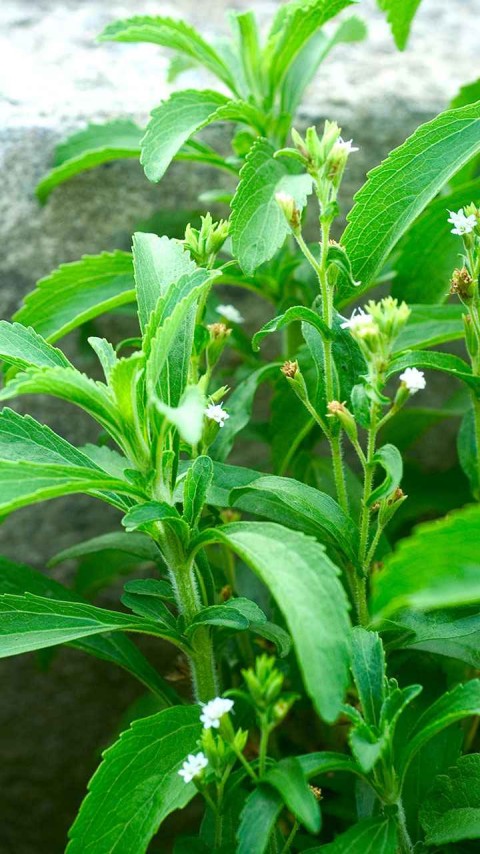 Effective for diabetes and weight loss, learn about the benefits of stevia  leaves | KhetiVyapar
