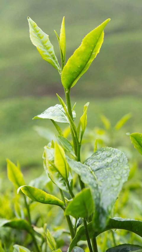 Make natural fertilizer for plants at home using tea leaves | KhetiVyapar