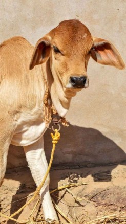 पशुओं को खिलायें बरसीम घास, पशुओं में दूध देने की क्षमता हो...