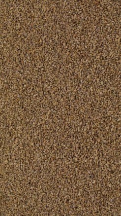 अजवाइन सेहत के लिए किसी वरदान से कम नहीं है, जाने इसके 7 फाय...