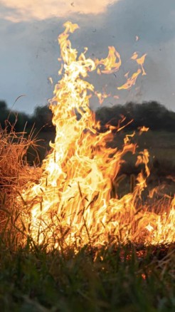 सफल खेती के 5 टिप्स, जो बढ़ायेंगे पैदावार और कमाई