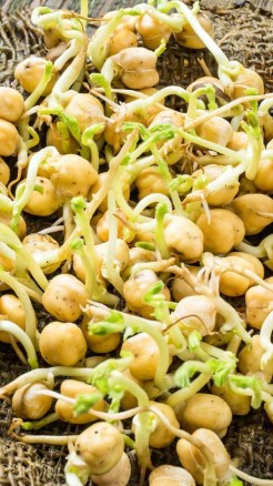 आप भी खाएं सुबह भिगे हुए चने, मिलेंगे अद्भुत फायदे