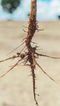 सोयाबीन की फसल में लगने वाले प्रमुख रोग